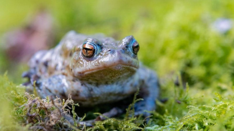 Frog in grass